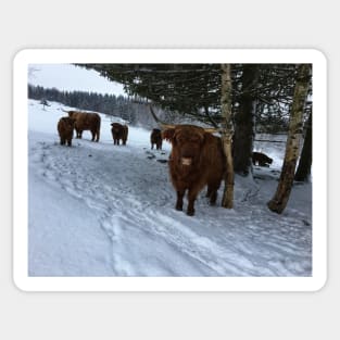 Scottish Highland Cattle Cows and Calves 1649 Sticker